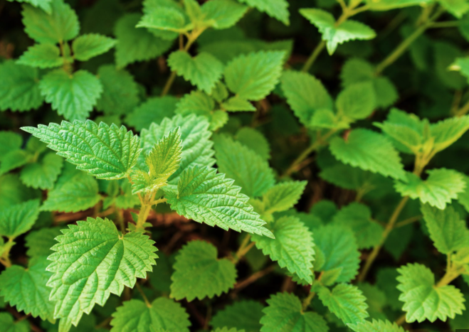 WŁAŚCIWOŚCI POKRZYWY